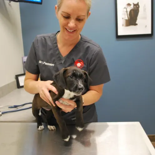 Foxmoor Veterinary Clinic Vet with a black puppy